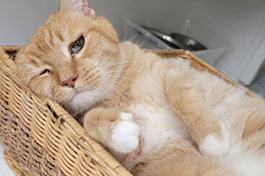 Golden Wood Kennel Cat Boarding
