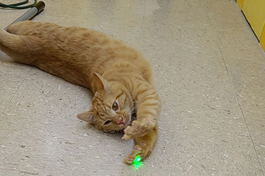 Golden Wood Kennel Cat Boarding