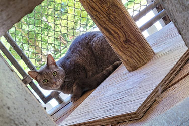 Golden Wood Kennel Cat Boarding