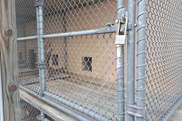 Golden Wood Kennel Cat Boarding