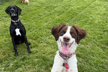 Golden Wood Oxford Doggy Daycare