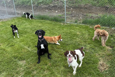Golden Wood Oxford Doggy Daycare