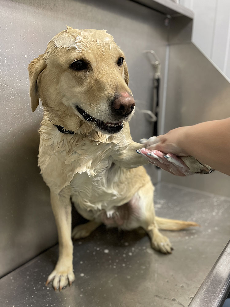 Golden Wood Oxford Grooming
